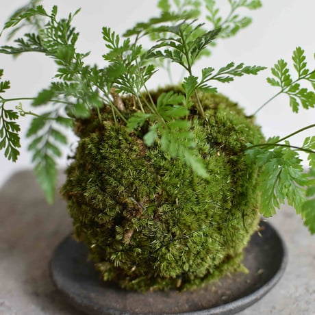苔玉 常盤シノブ(C-59)