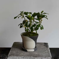 盆栽 ヤブコウジ(Y-85)