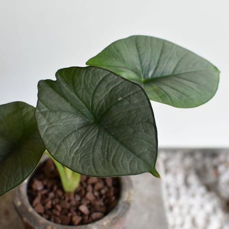 観葉植物 アロカシア(G-38)