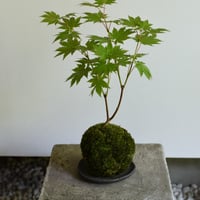 苔玉 紅葉〈葉団扇楓〉(C-54)