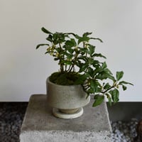 盆栽 ヤブコウジ(Y-84)
