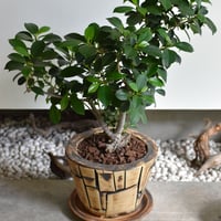 観葉植物 ガジュマル(G-40)
