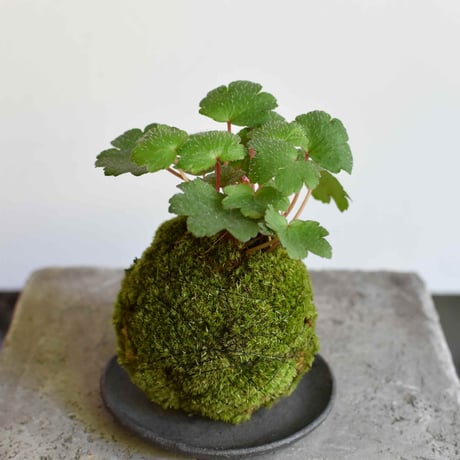苔玉 大文字草(C-58)