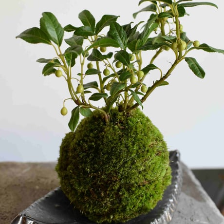 苔玉 ヤブコウジ(C-57)
