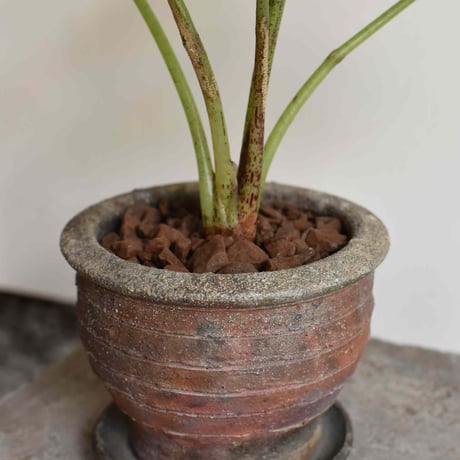 観葉植物 アロカシア(G-38)