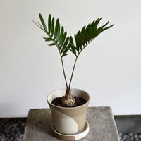 観葉植物 ザミア・フロリダーナ(G-39)