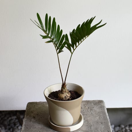 観葉植物 ザミア・フロリダーナ(G-39)