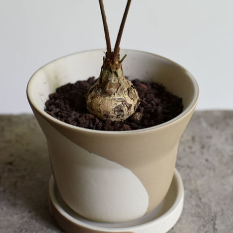 観葉植物 ザミア・フロリダーナ(G-39)