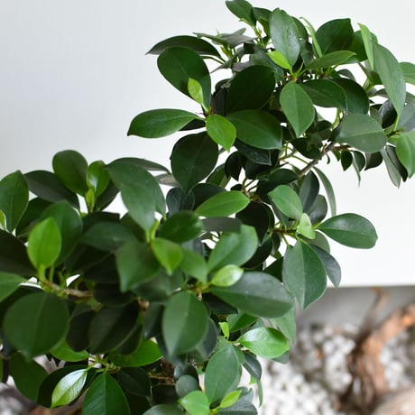 観葉植物 ガジュマル(G-40)