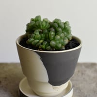 観葉植物 ハオルチア(G-37)