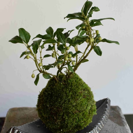 苔玉 ヤブコウジ(C-57)
