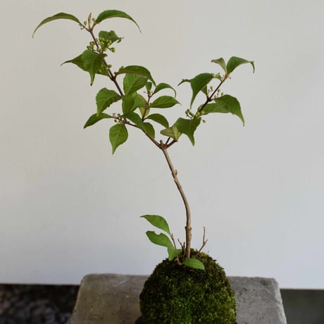 苔玉 小紫式部(C-53)