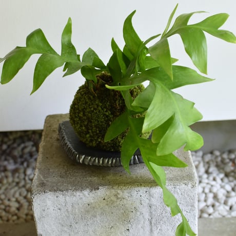 苔玉 エピフィラム(C-56)