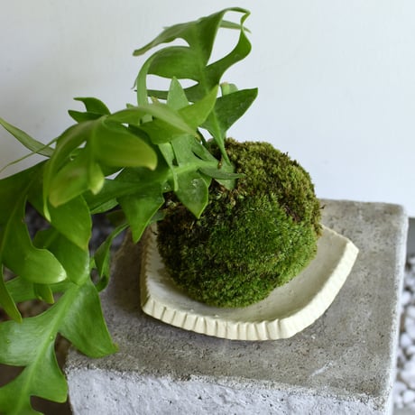 苔玉 エピフィラム(C-56)