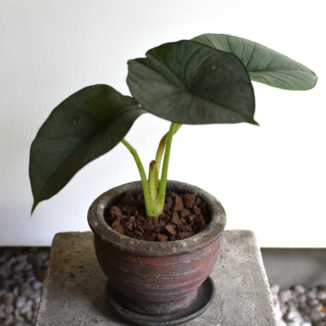 観葉植物 アロカシア(G-38)