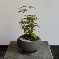 盆栽 紅葉〈珊瑚閣〉(Y-91)