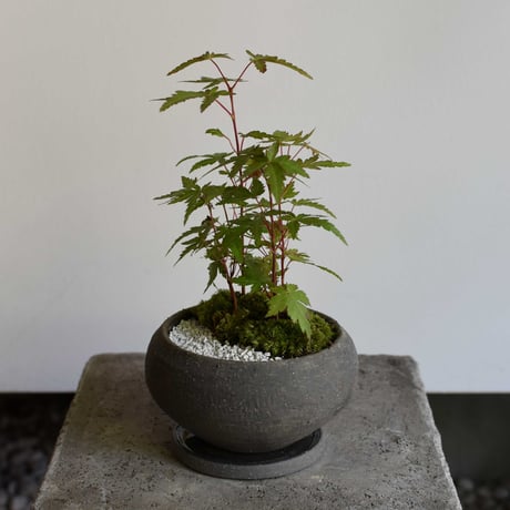 CATEGORY 山野草、苔玉、観葉植物など | hirugao