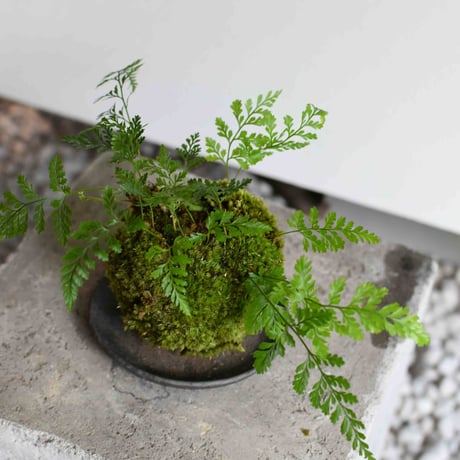 苔玉 常盤シノブ(C-59)