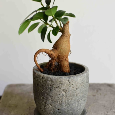 観葉植物 人参ガジュマル(G-35)