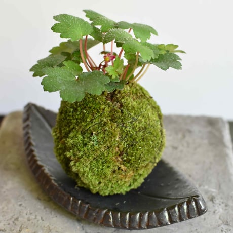 苔玉 大文字草(C-58)