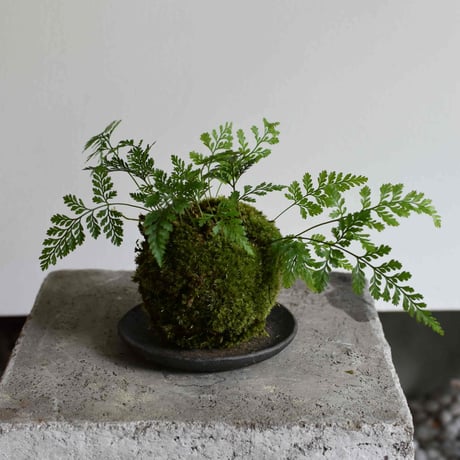 苔玉 常盤シノブ(C-59)