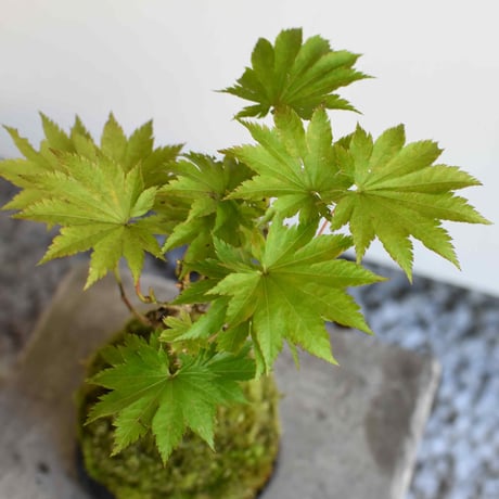 苔玉 葉団扇楓(C-60)