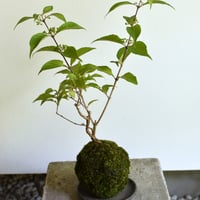 苔玉 小紫式部(C-53)