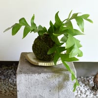 苔玉 エピフィラム(C-56)