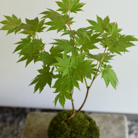苔玉 紅葉〈葉団扇楓〉(C-54)