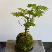 苔玉 葉団扇楓(C-60)