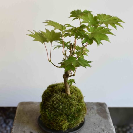 苔玉 葉団扇楓(C-60)