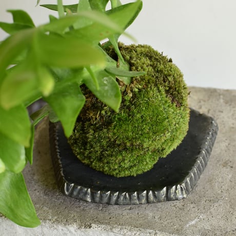 苔玉 エピフィラム(C-56)