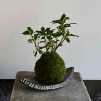 苔玉 ヤブコウジ(C-57)
