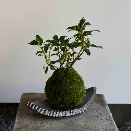 苔玉 ヤブコウジ(C-57)
