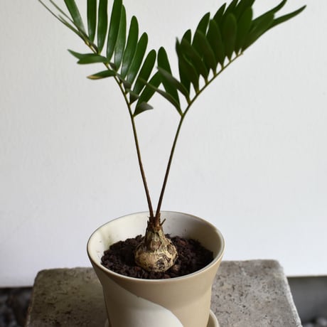 観葉植物 ザミア・フロリダーナ(G-39)
