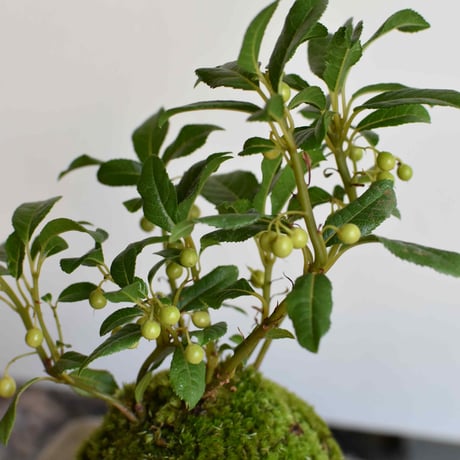 苔玉 ヤブコウジ(C-57)