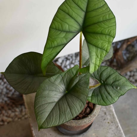 観葉植物 アロカシア(G-38)
