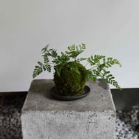 苔玉 常盤シノブ(C-59)