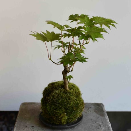 苔玉 葉団扇楓(C-60)