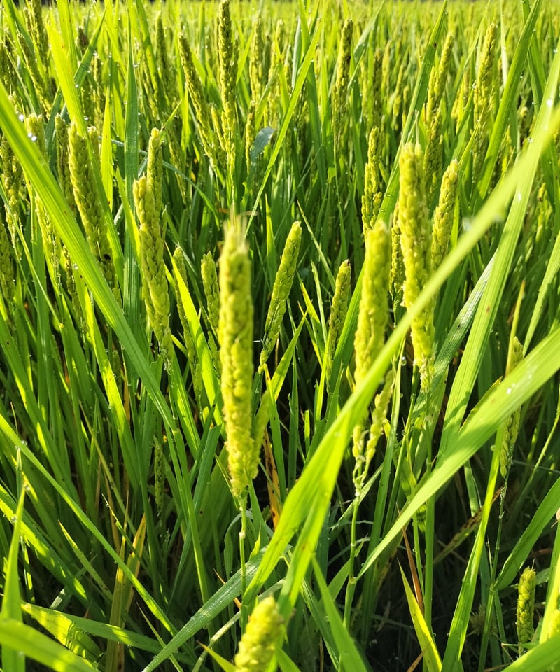 先行予約】令和8年産【ハッピーヒル】自然栽培（うるち/水稲）（もち