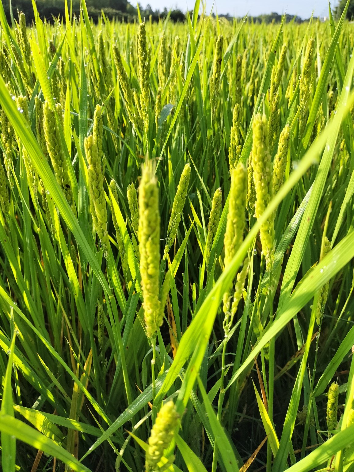 先行予約】令和8年産【ハッピーヒル】自然栽培（うるち/水稲）（もち