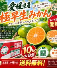🍊 愛媛県産 極早生みかん 販売開始！