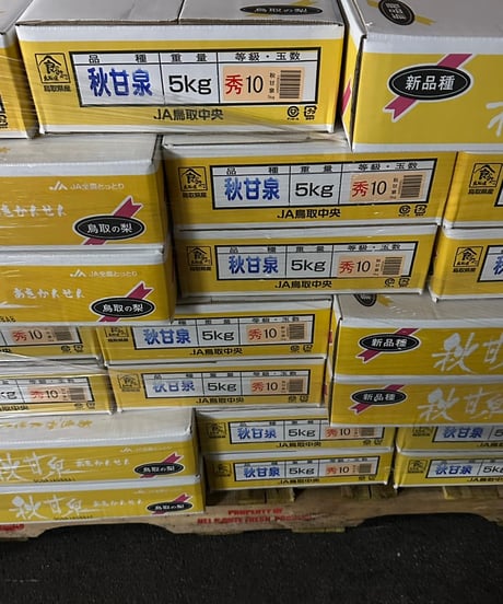 鳥取県産 秋甘泉（あきかんせん）【赤秀品・特大】