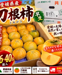 🍊 愛媛県産 刀根柿（とねがき）早生【36～40玉入り】