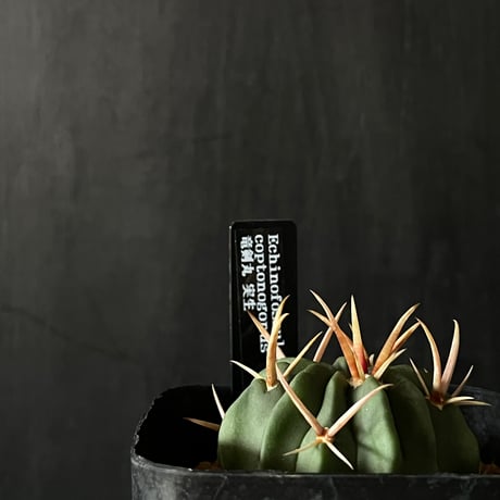 ドライガーデン | STORES