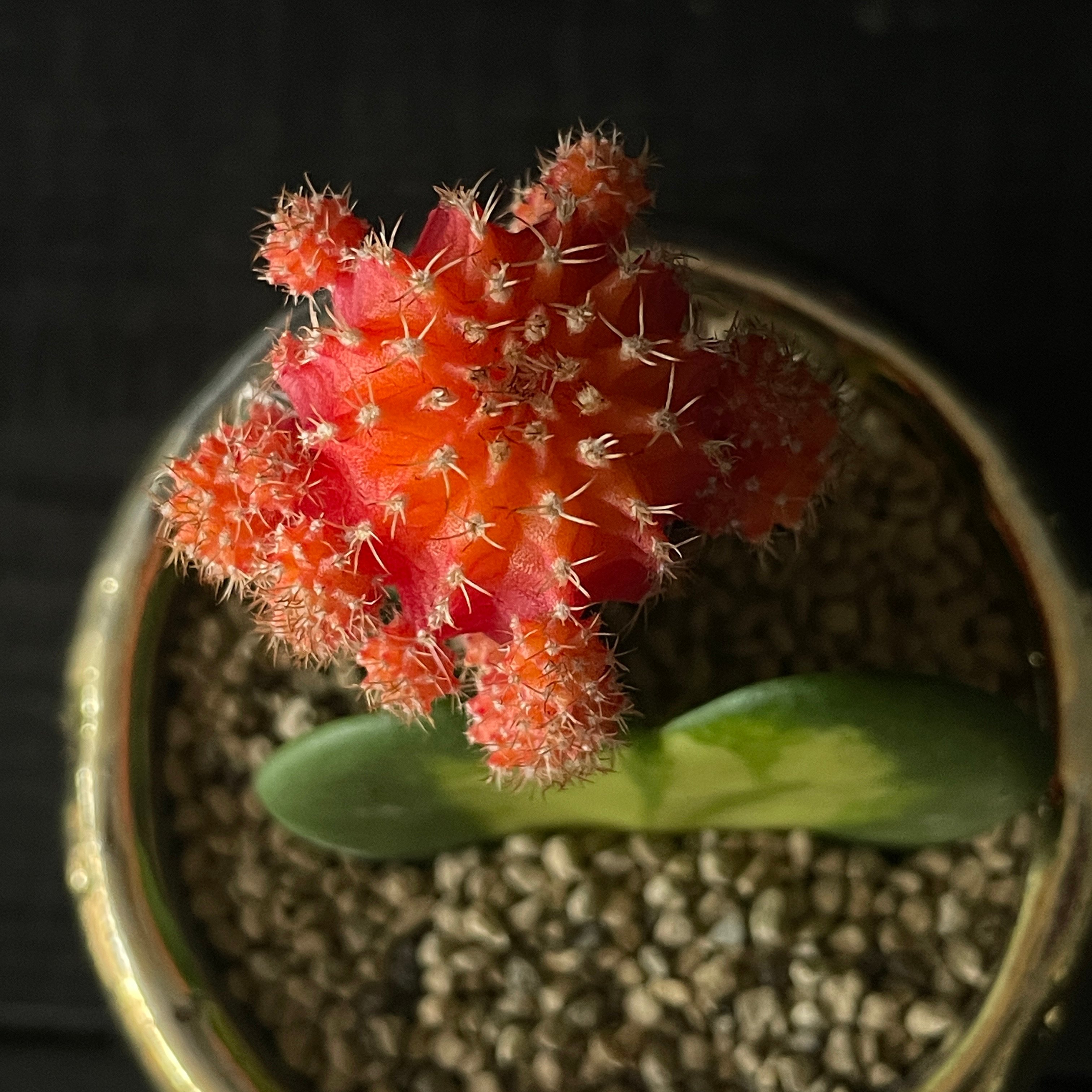 1508】 サボテン＆多肉植物セット2026 × 陶器鉢 | 最終的にサボテン