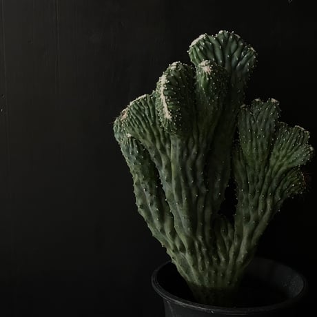 最終的にサボテン オンラインストア