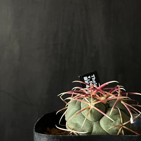 ITEM | 最終的にサボテン オンラインストア