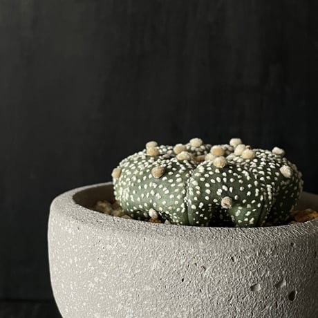 【美株】アストロフィツム兜丸 国内実生 サボテン 多肉植物 コーデックス 塊根 美株】アストロフィツム兜丸 国内実生 サボテン 多肉植物 コーデックス