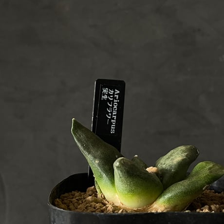 アリオカルプス | STORES